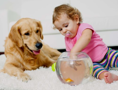 Carpet and Upholstery Cleaning San Diego